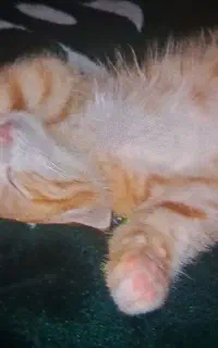 بچه گربه نارنجی