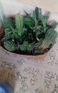 گل وگلدان