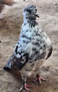 سوسکی مایا شمرونی