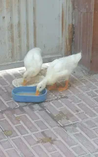 جوجه اردک