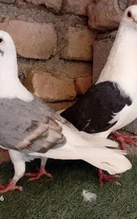 کفتر
