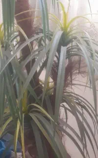 درختچه هرعدد۳۰۰