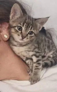 دونا بچه گربه دوس داشتنی