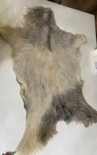 پوست بز