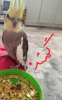 عروس هلندی گمشده