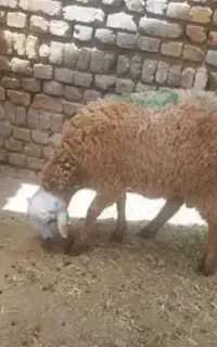 گوسفند زنده