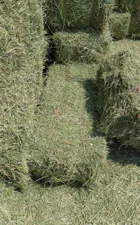 یونجه سوزنی