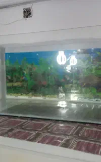 اکواریوم