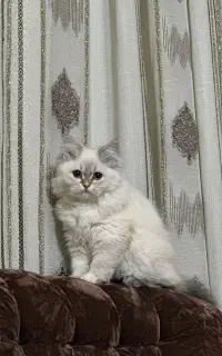 گربه اسکاتیش بریتیش