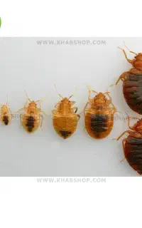 خدمات سمپاشی و سم پاشی ساس (کنگان)