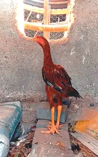 جوجه لاری