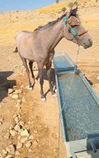 مادیان