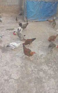 جوجه ومرغ محلی