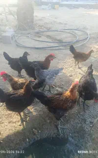 جوجه خروس