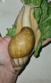 حلزون کلاژن ساز پوست