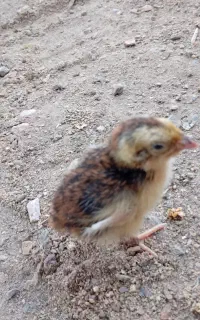 جوجه بلدرچین ۶ روزه سرحال و سالم