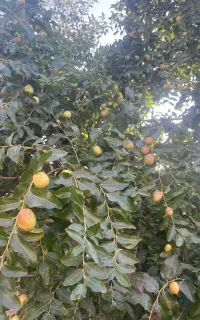 عناب تازه