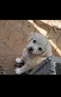 سگ پامر