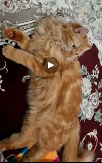 فروش گربه