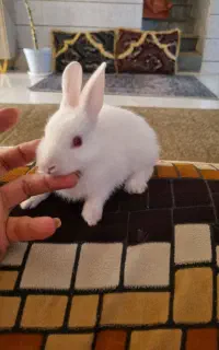 خرگوش چشم رنگی