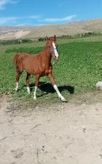 اسب نریان