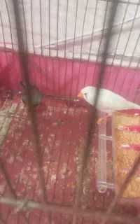 یک جفت فنچ بالغ