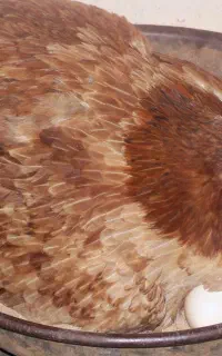 مرغ کرچ سینم