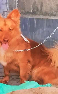 سگ پامر