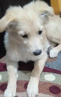 سگ پامر اشپیز...