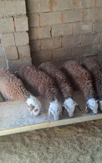 بره نر جمعی