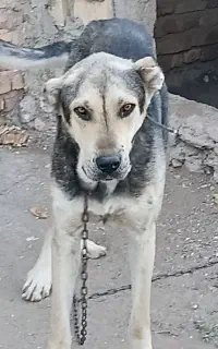 سگ سرابی