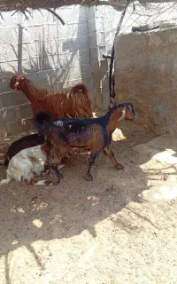 2عددچپش دورگ ویک گیسه ابستن به فروش میرسد