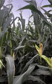 ذرت علوفه ای