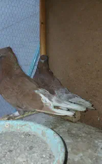 کیوتر سرخ