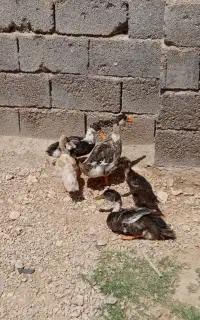 اردک