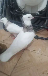 طوقی