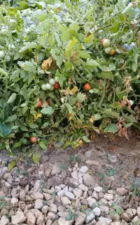 گوجه گیلاسی ،کدو خورشتی