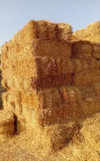 فروش کاه