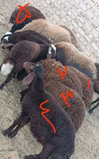 فروشی بره ماده