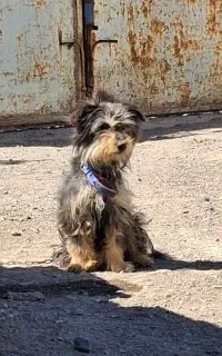 سگ پا کوتاه ماده