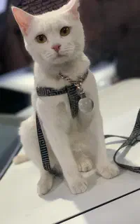 گربه پت اسکاتیش