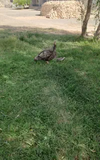 بو قلمو  سالم ۶تا جوجه با مادرش
