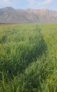 فروش جو بذری