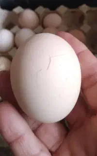 تخم مرغ تَرَک دار ماژیکی نوک زده