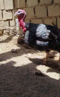 فروش بوقلمون نروماده ی دوسال