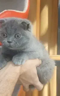 اسکاتیش بلو دوماهه