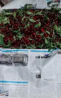 البالومجاری