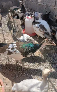 طاووس ۳ ماهه
