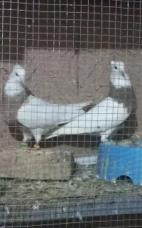 جوجه کله سفید
