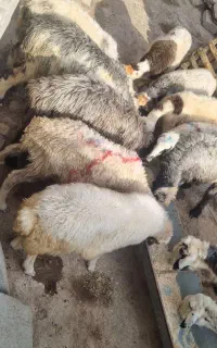 حیوانات مزرعه